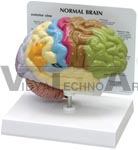 Sensory-Motor Half Brain Model